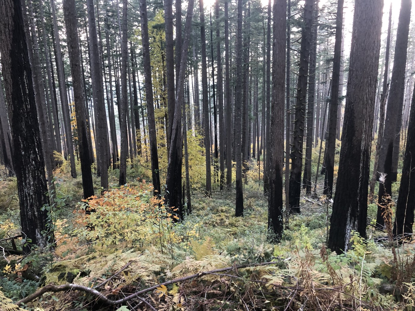 Reminder of fires in the past