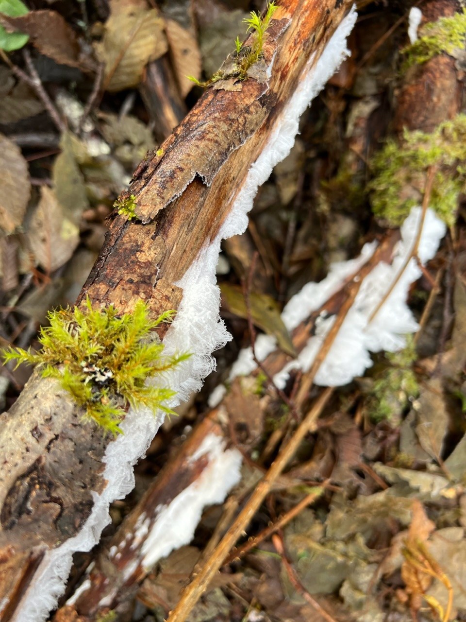 Hoar Frost on Branches
