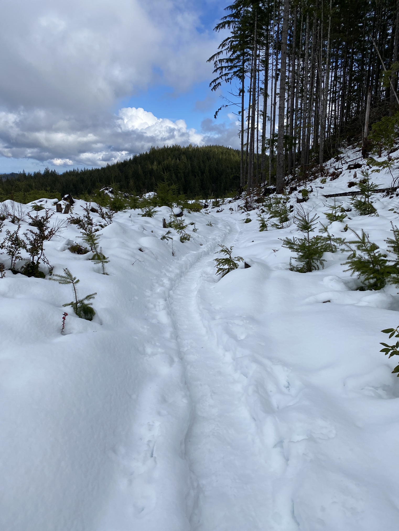 Green Mountain Gold Creek Trail — Washington Trails Association