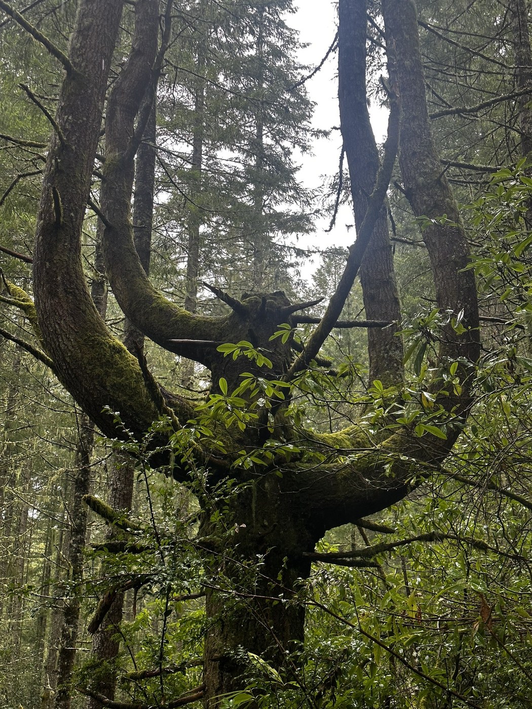 Green Mountain - Wildcat Trail by Yeti