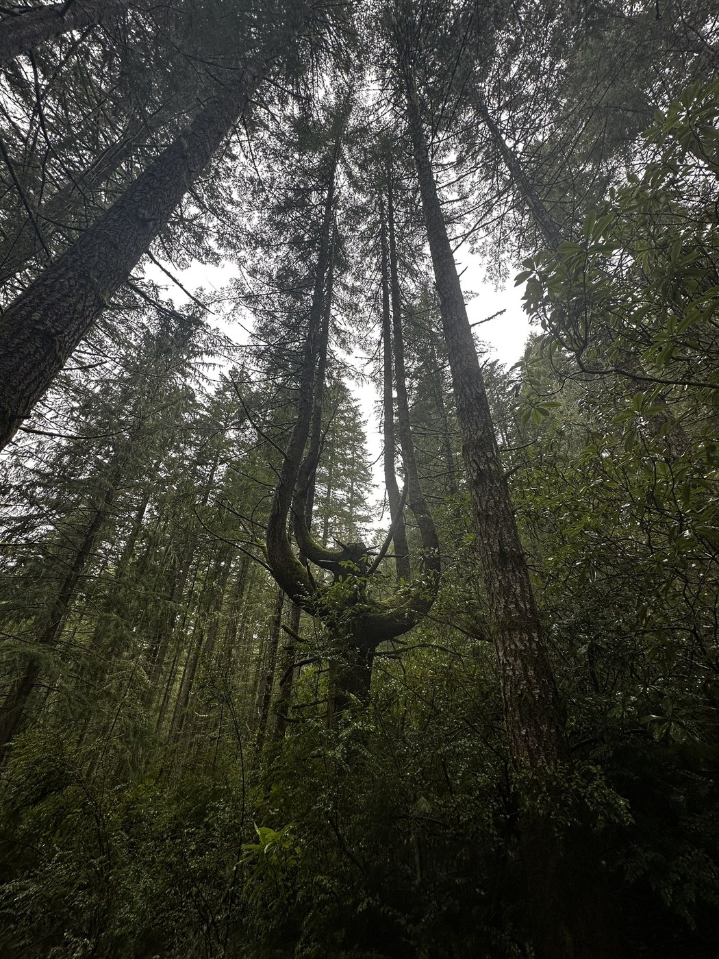 Green Mountain - Gold Creek Trail by Yeti