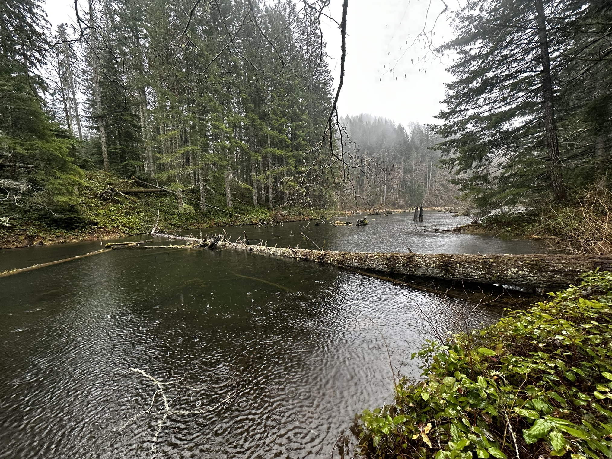 Green Mountain Gold Creek Trail — Washington Trails Association
