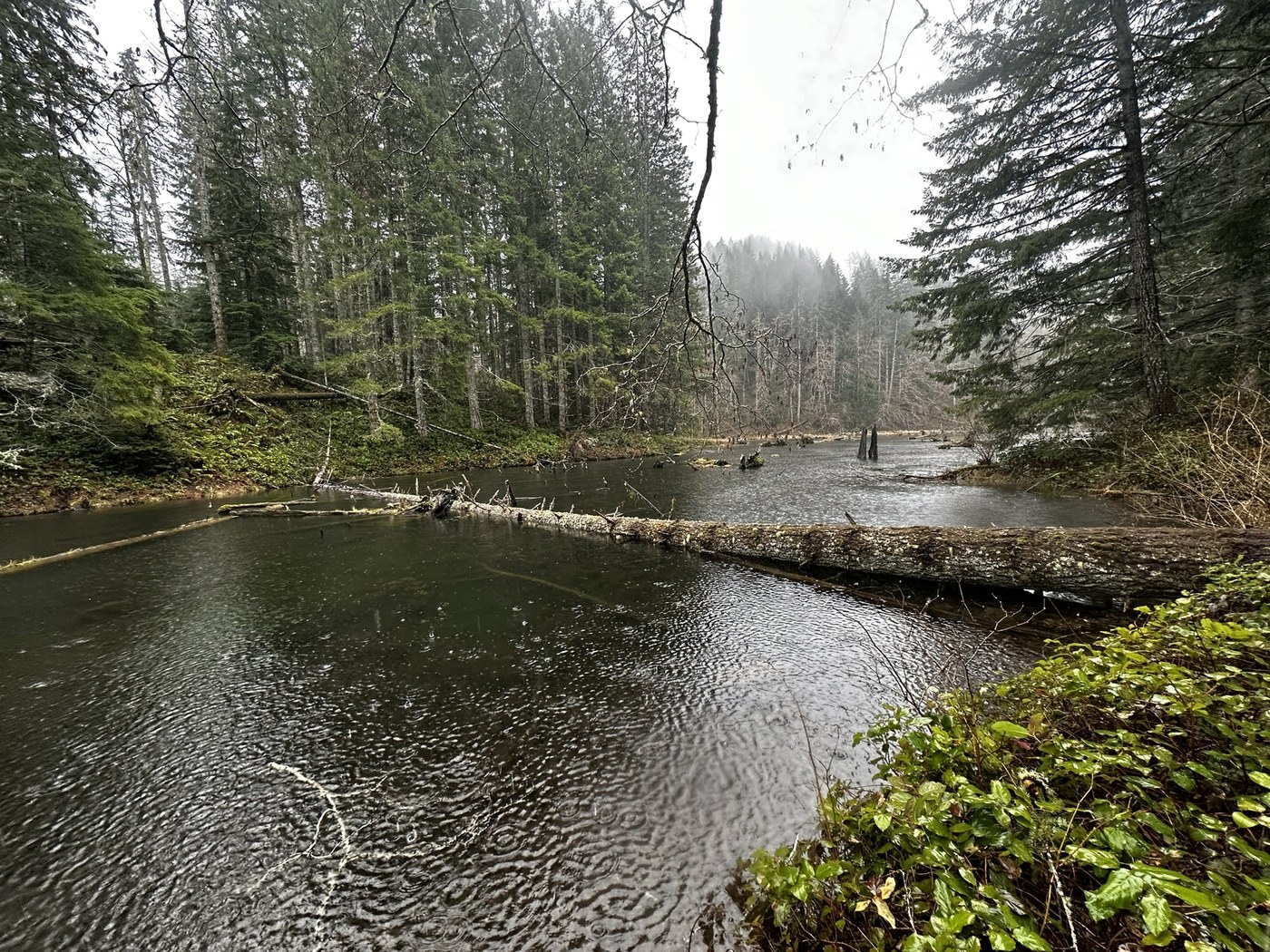 Green Mountain - Gold Creek Trail by Yeti
