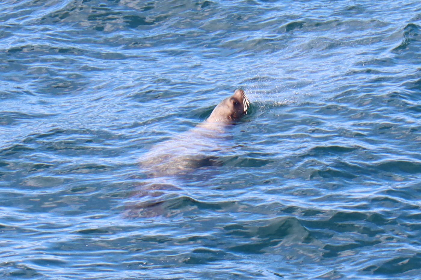 A Sea Lion, seen from Viewpoint #3
