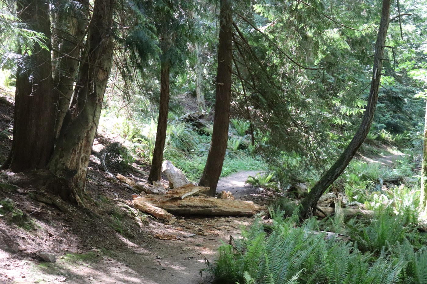 The fallen rotten tree early on in the hike.