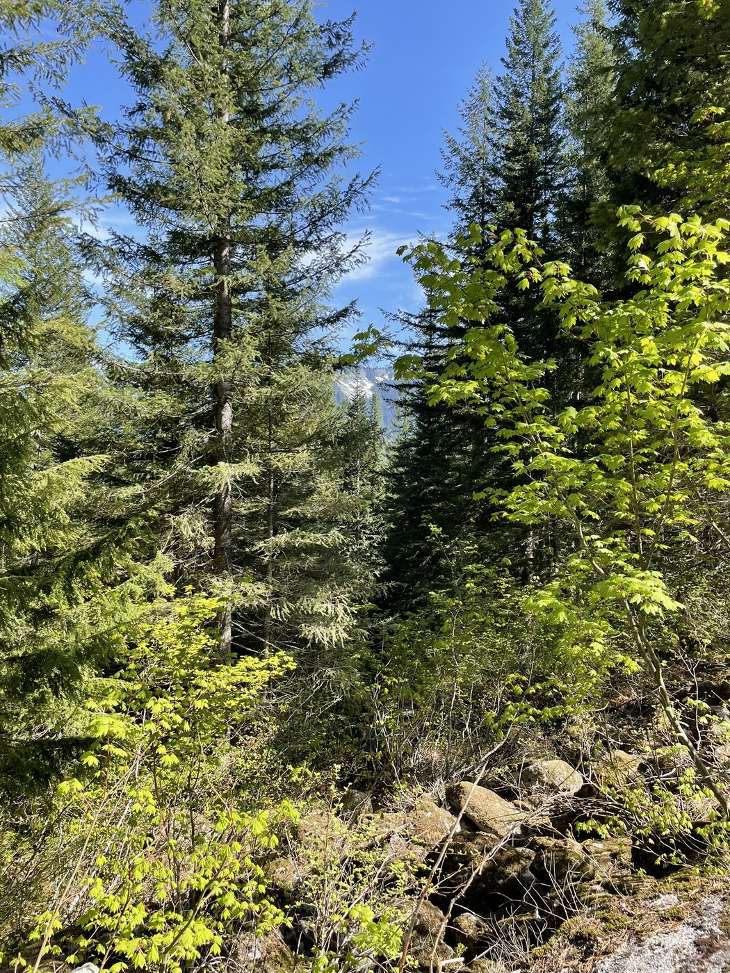 Talapus and Olallie Lakes by Michelle Hook