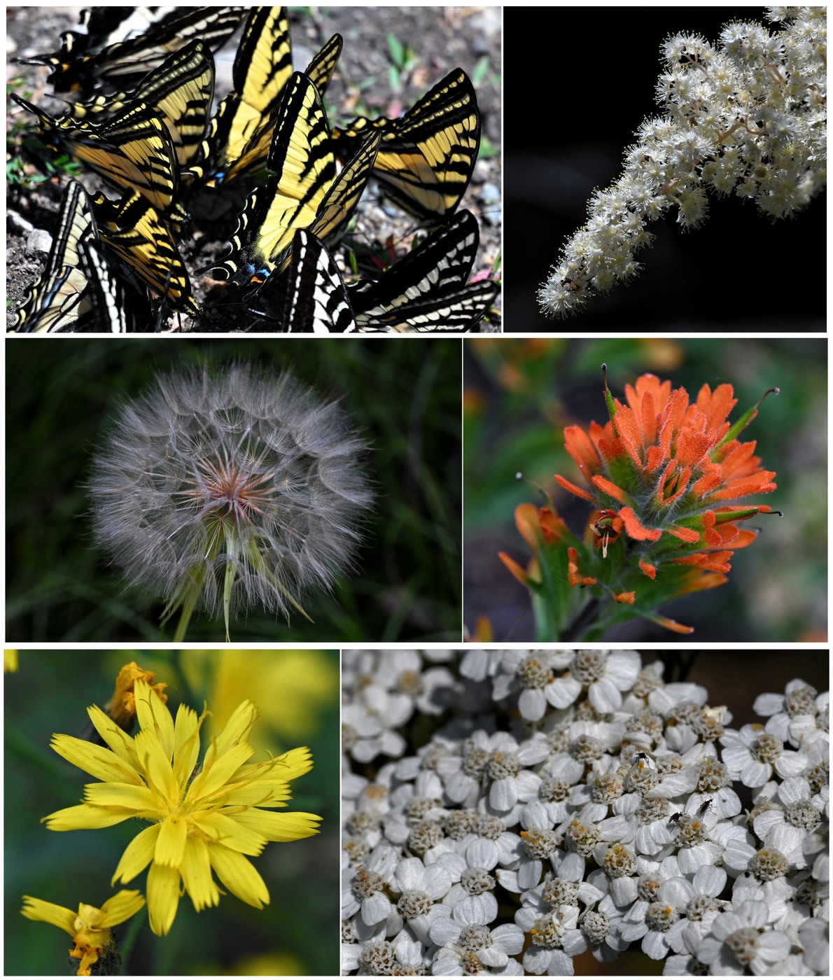 Typical flowers; butterflies everywhere!