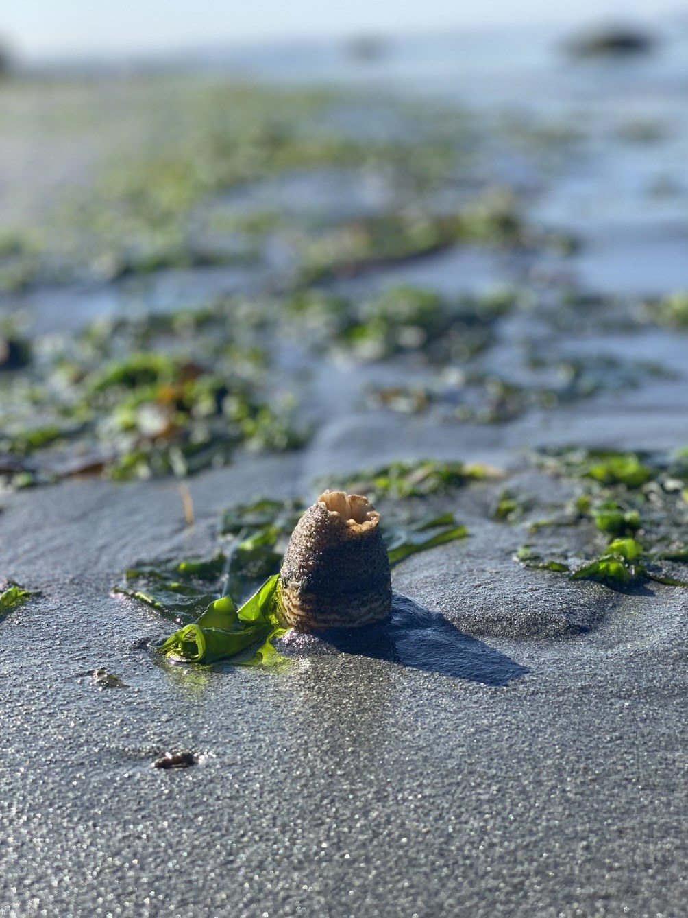 A Geoduck Siphon