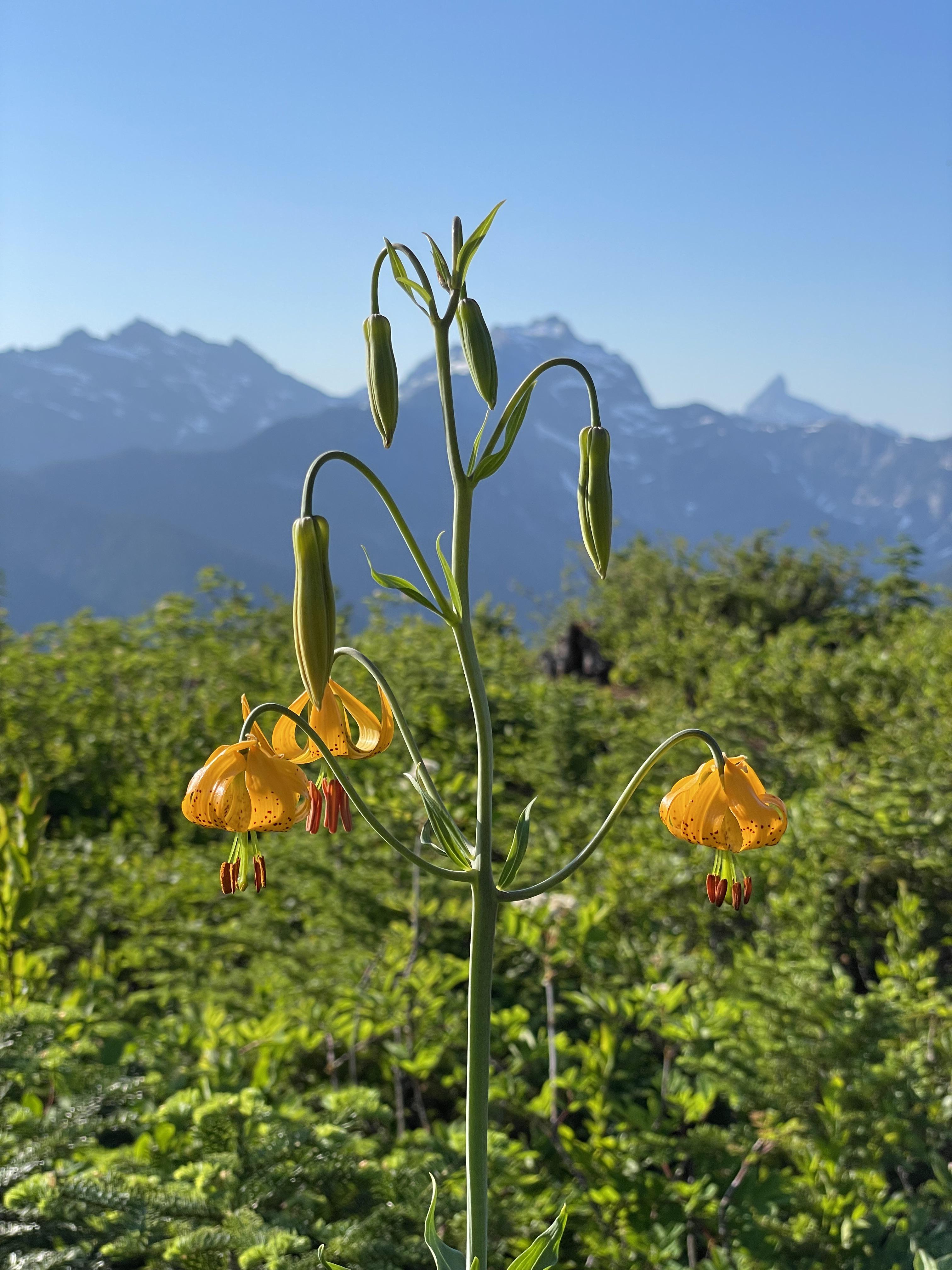 Frog Mountain — Washington Trails Association