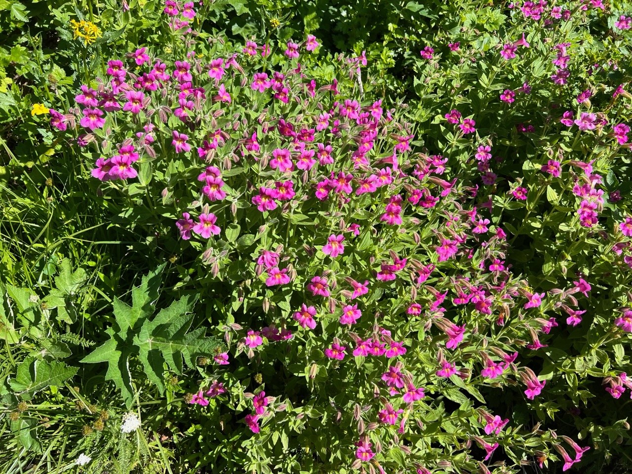 Monkey Pod Wildflowers