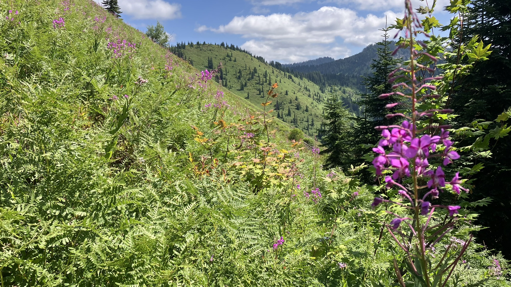Frog Mountain — Washington Trails Association