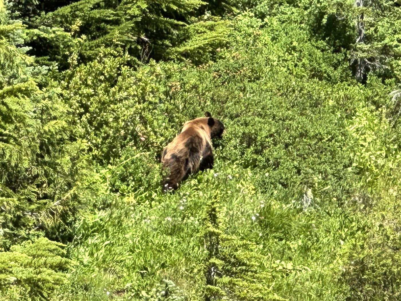 Slightly oversized marmot, nothing to be afraid of