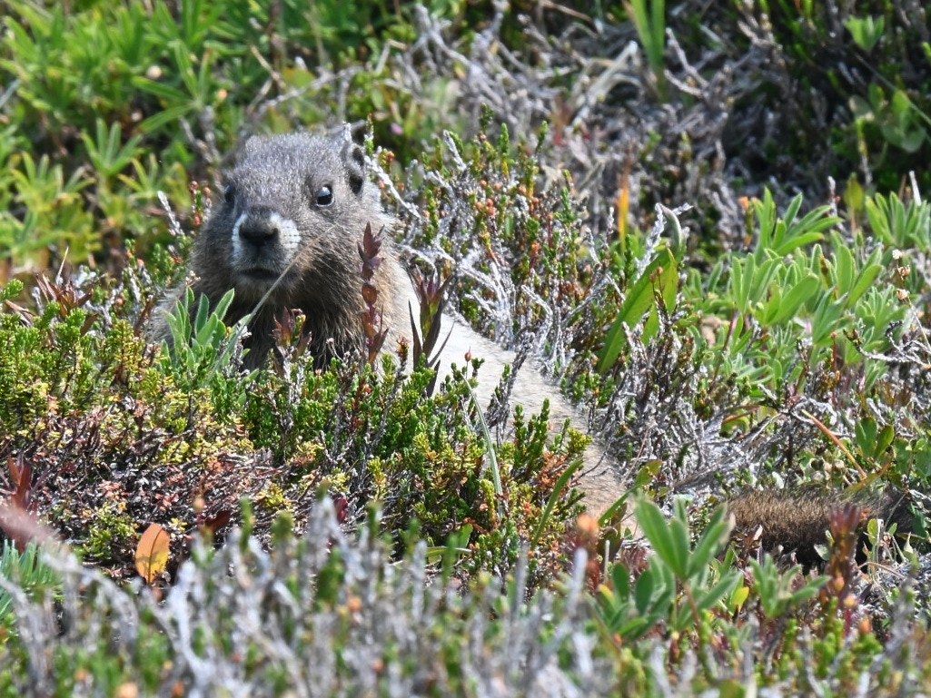 Marmot keeping an eye on the situation