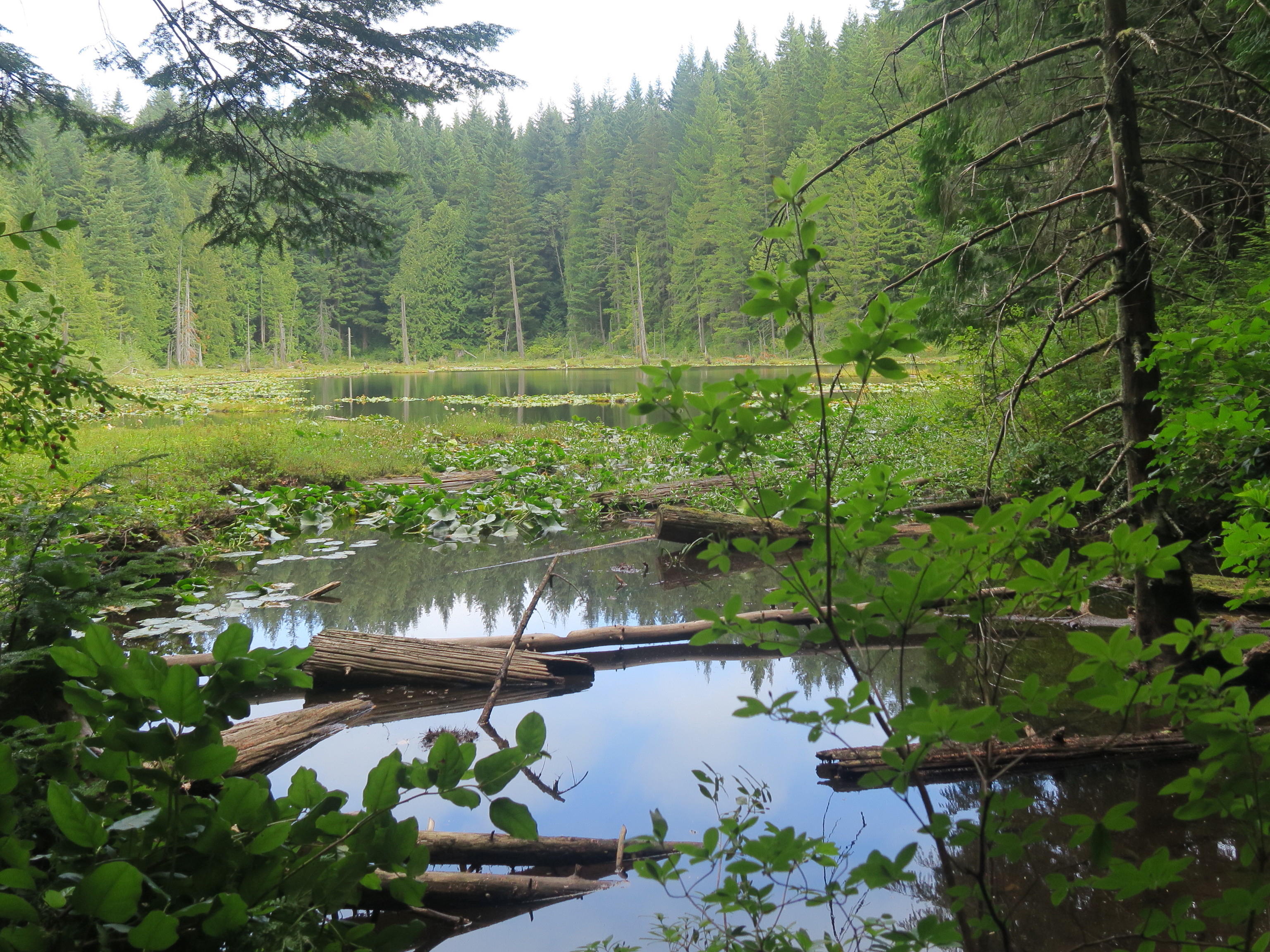 Lily and Lizard Lake Loop, Oyster Dome, North Butte — Washington Trails Association