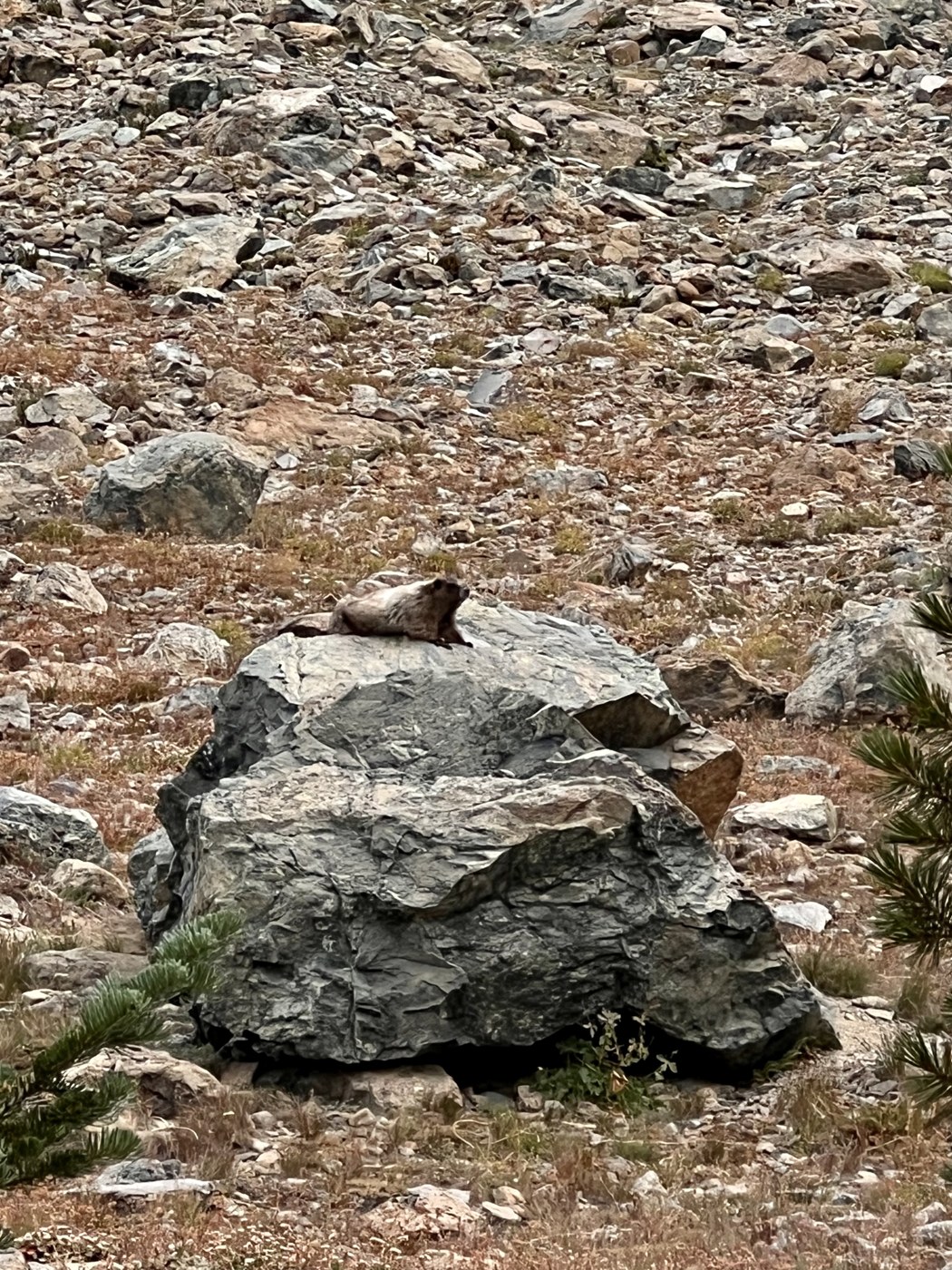 Marmots!