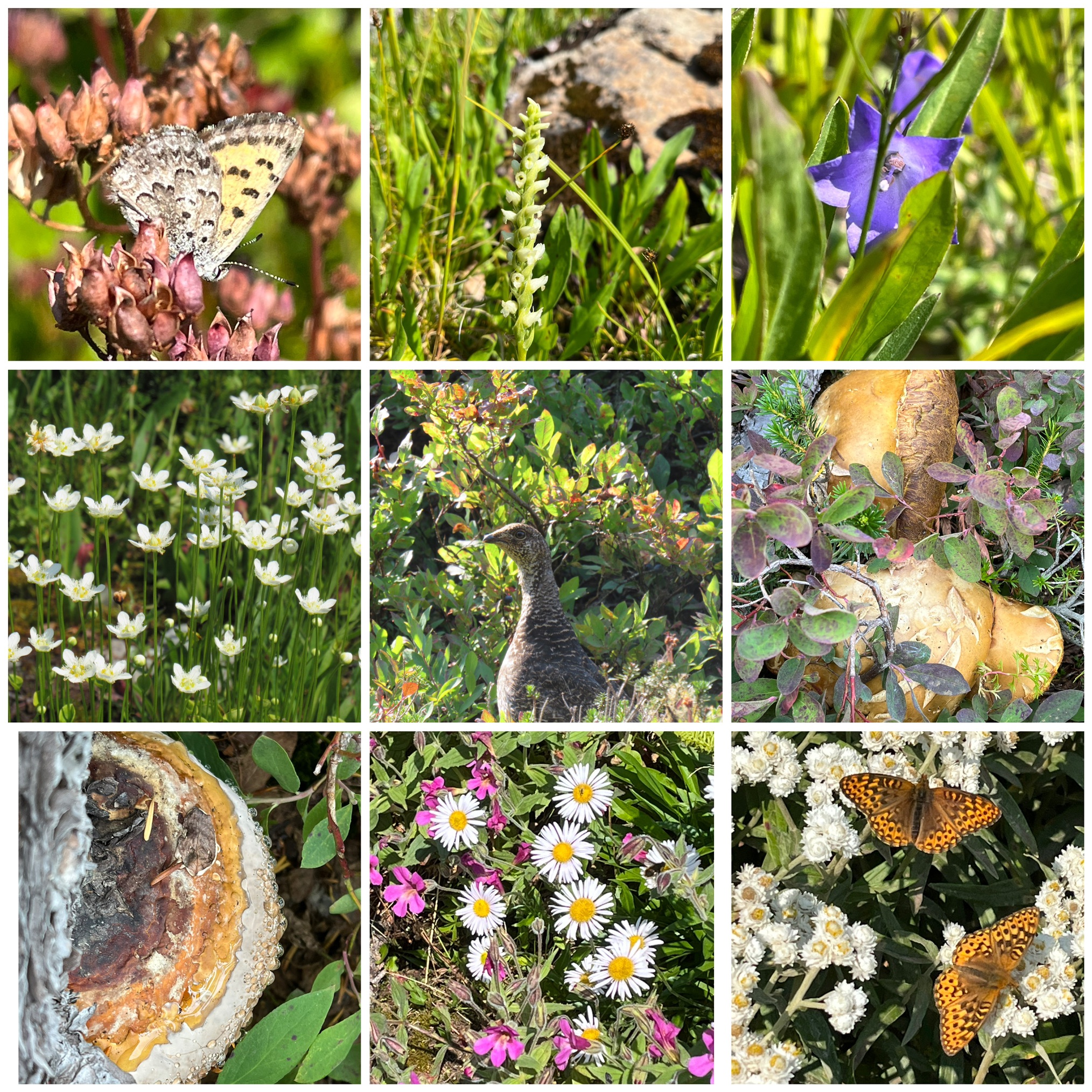 Chain Lakes Loop — Washington Trails Association