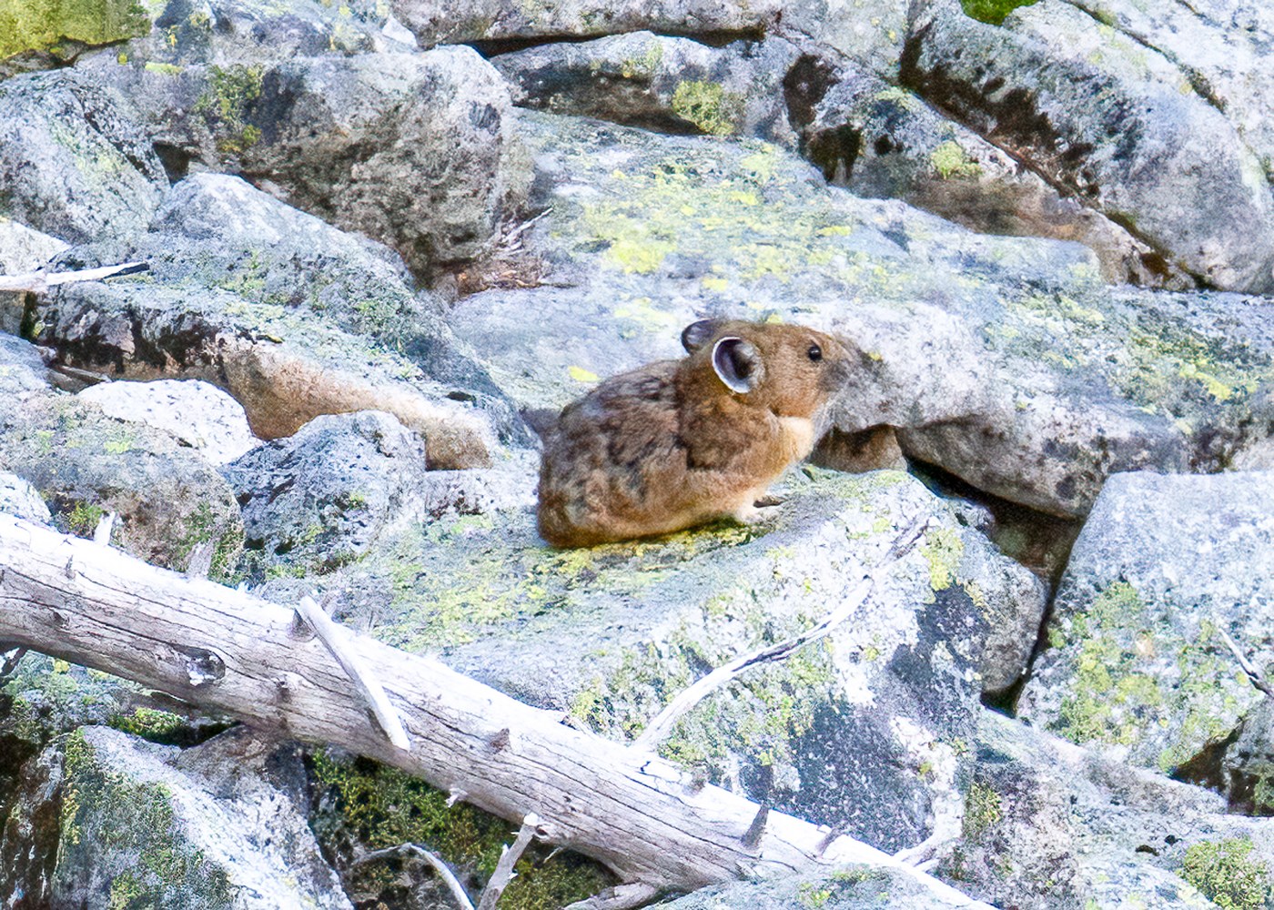There are also pikas!