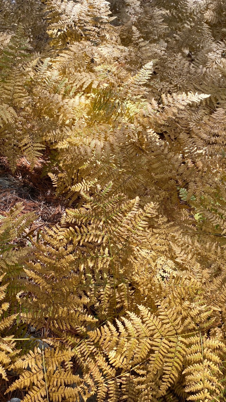 Fall Texture
