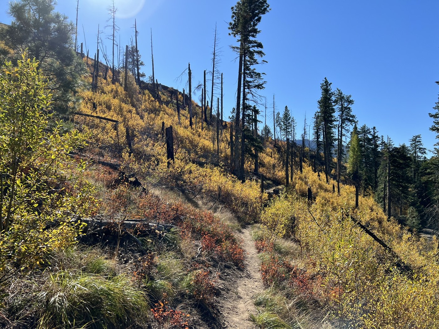 Swauk Forest Discovery Trail — Washington Trails Association