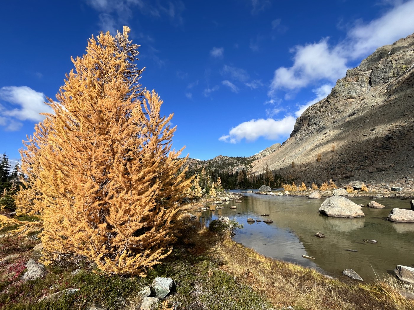 Larches!