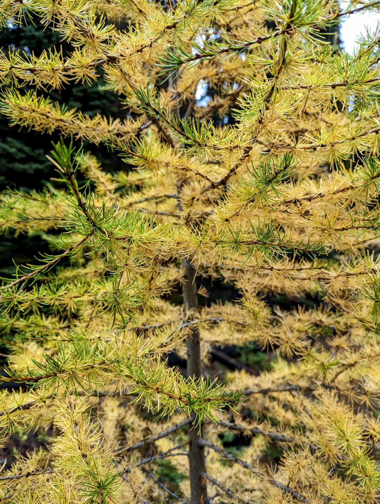 Manastash Lake — Washington Trails Association