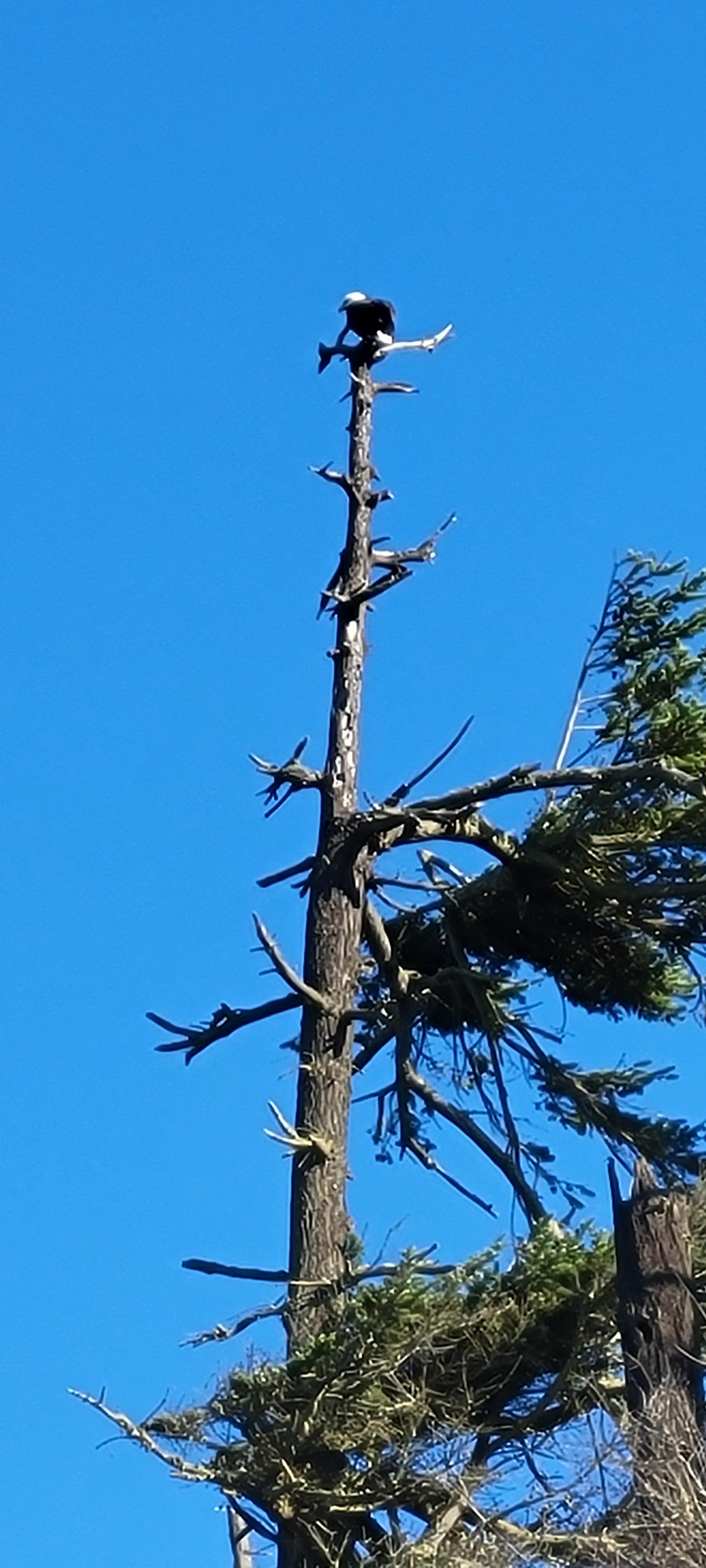 Fort Ebey State Park, Kettles Trail System — Washington Trails Association