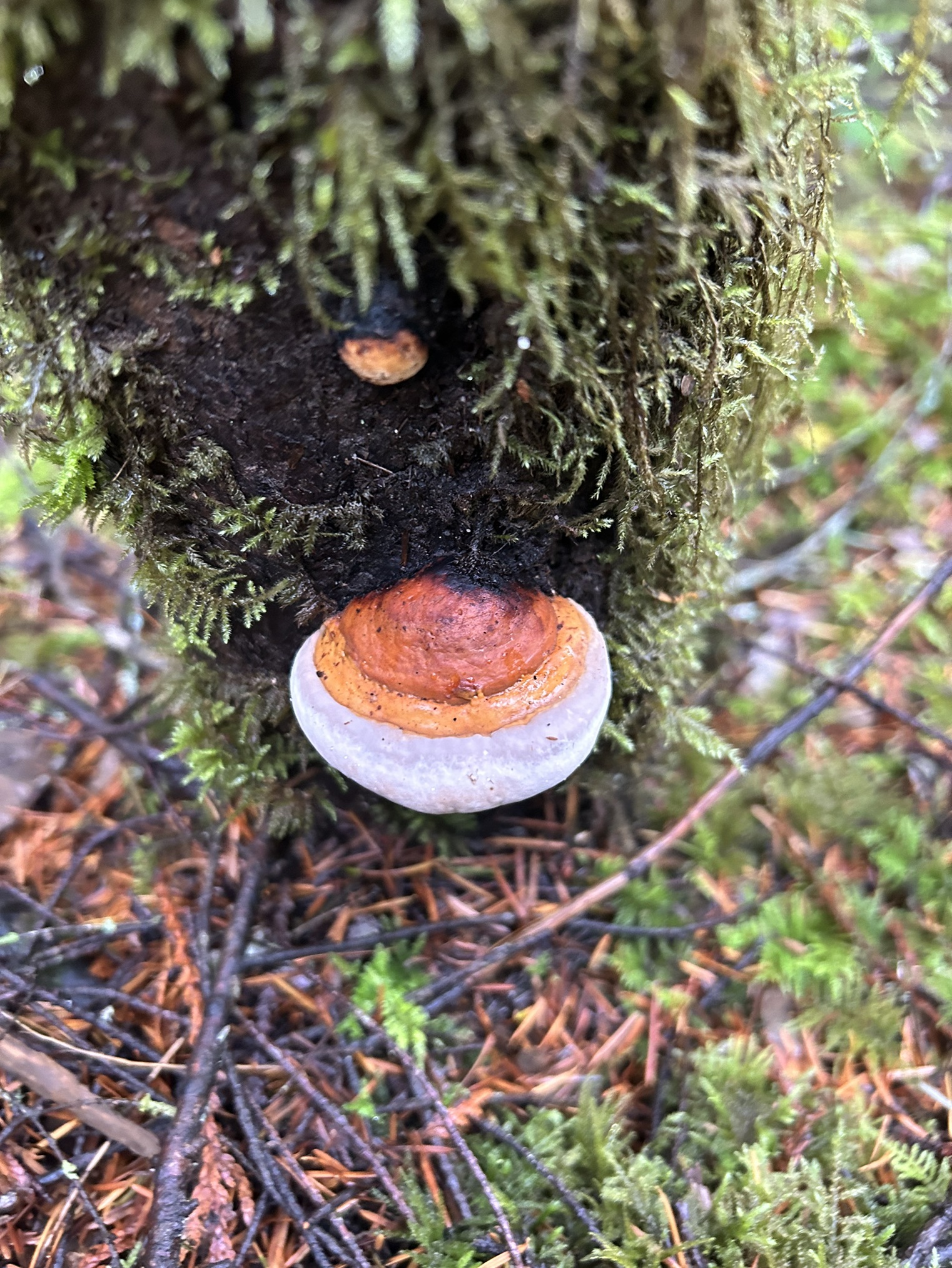 Wallace Falls State Park Washington - File 