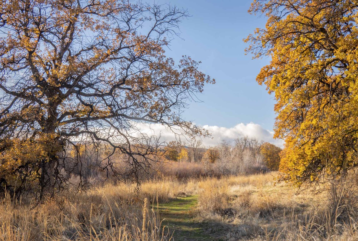 Garry Oak Trail Photo (c) David Hagen