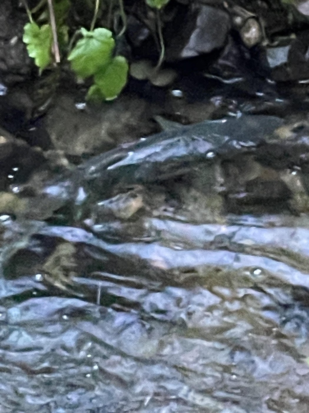 Chum salmon, trib to Kennedy Ck., 2023