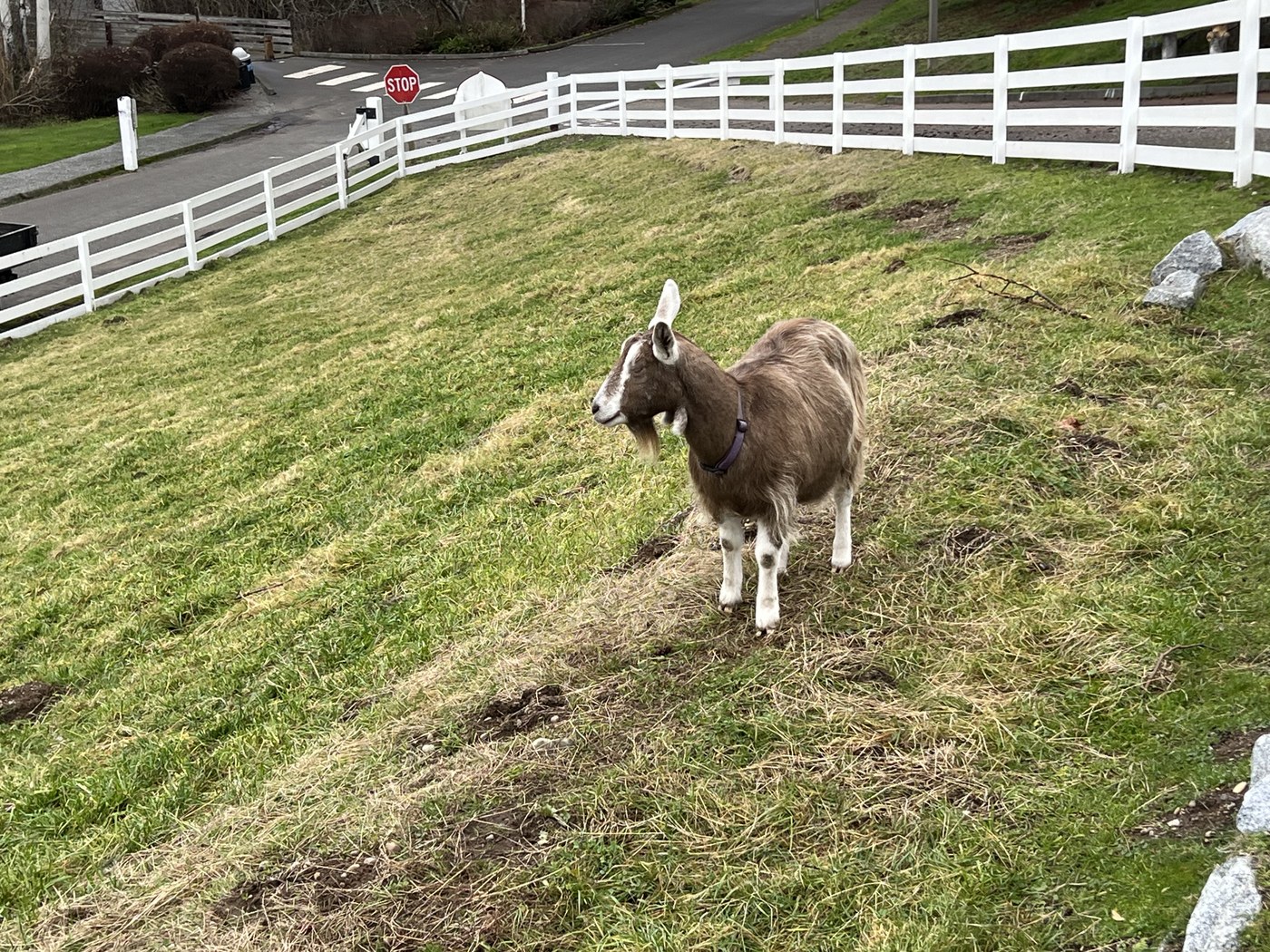 Kelsey Creek Park Goats