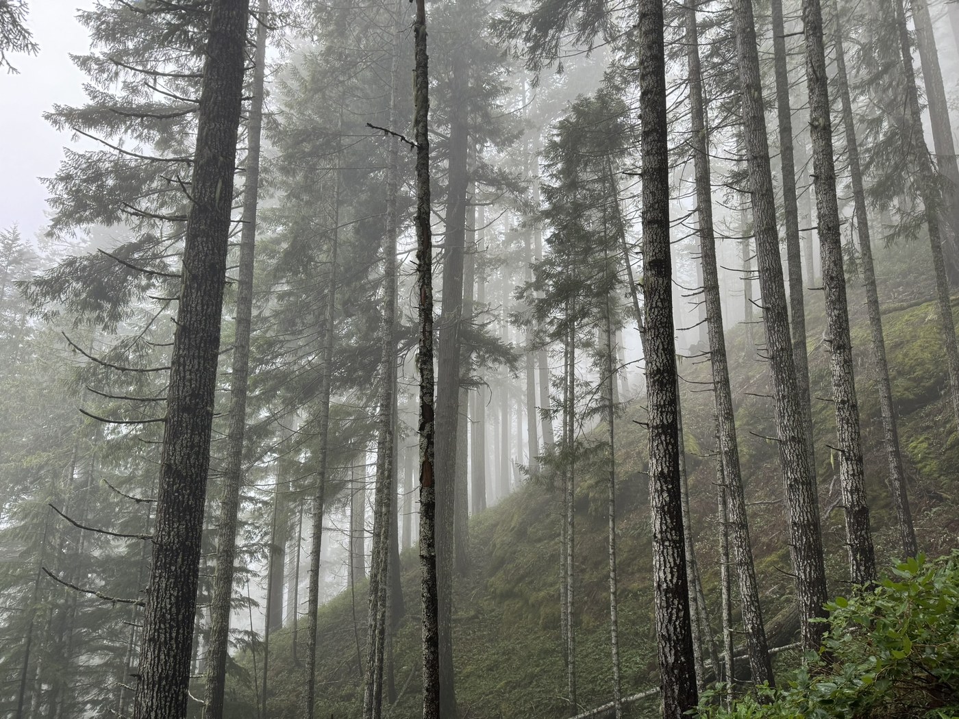 Mount Rose by avocabro