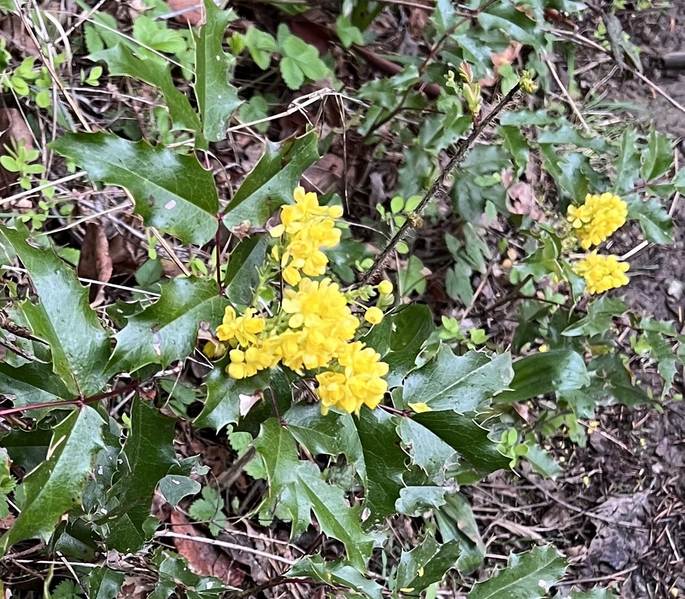 Oregon Grape