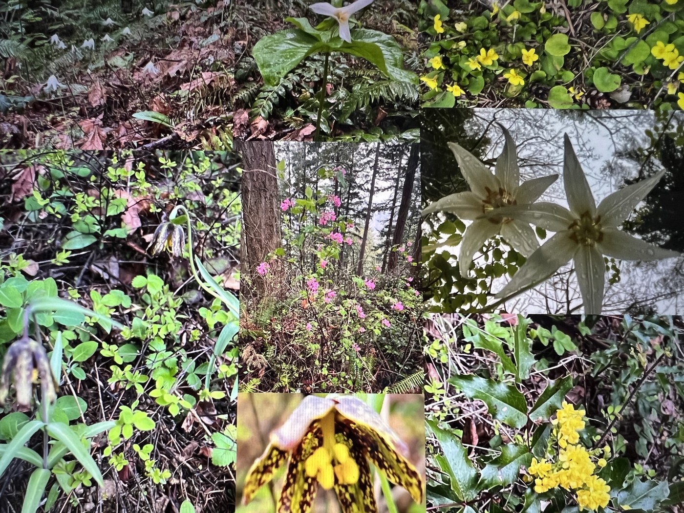 Wildflowers Blooming on Cougar Mtn