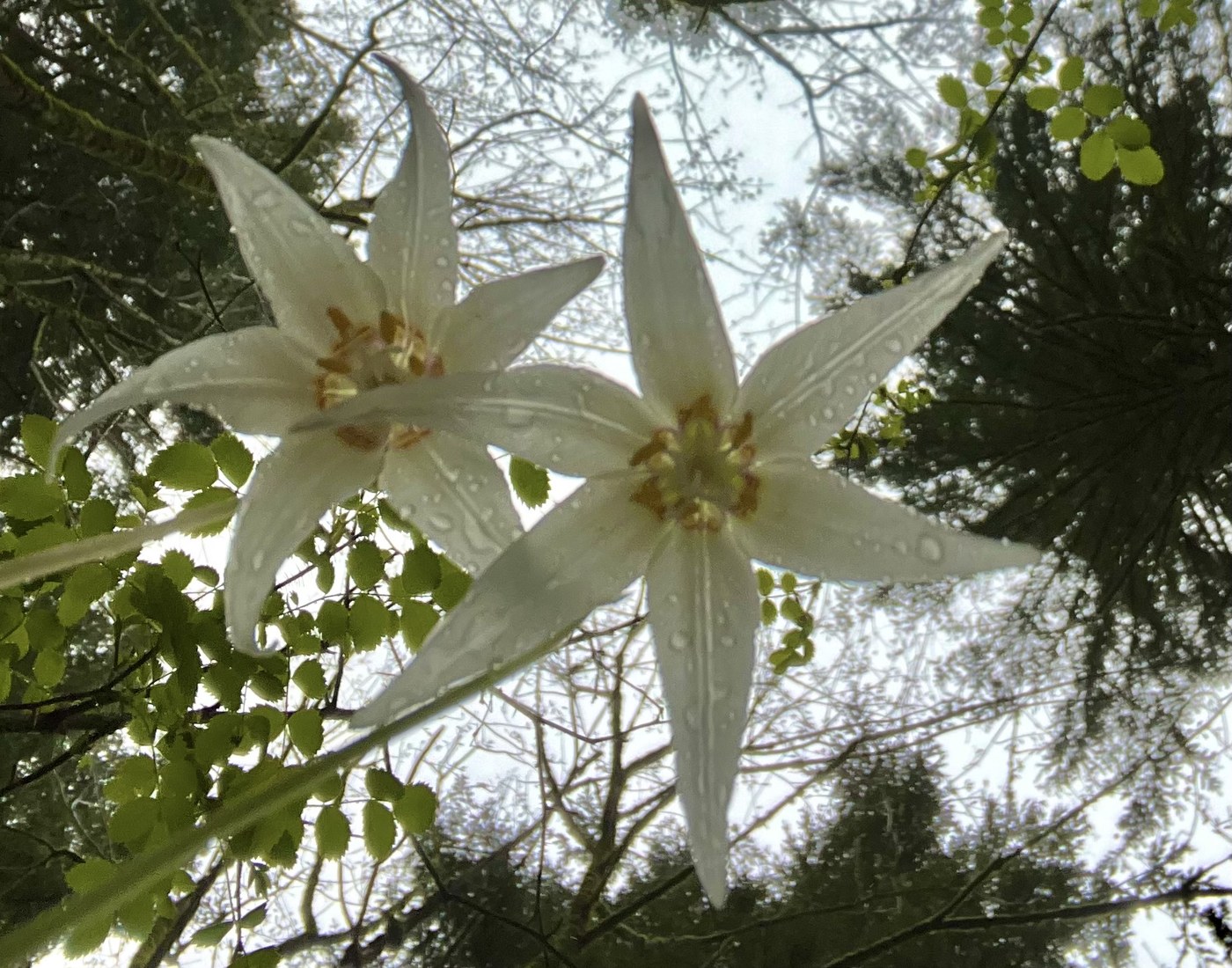 Fawn Lilies