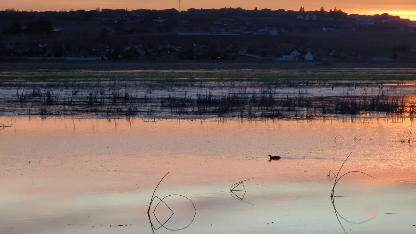 A duck on the water at the Saltese Flats Wetland. Photo by Nic E.