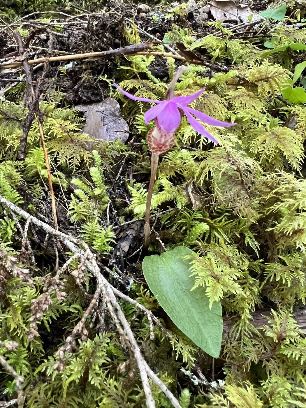 Calypso Orchid by Outside Nancy