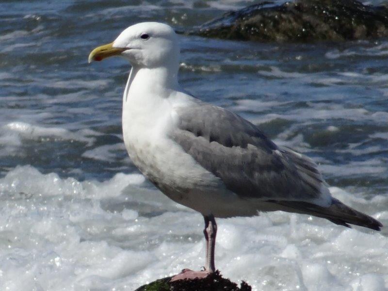 Sea Gull