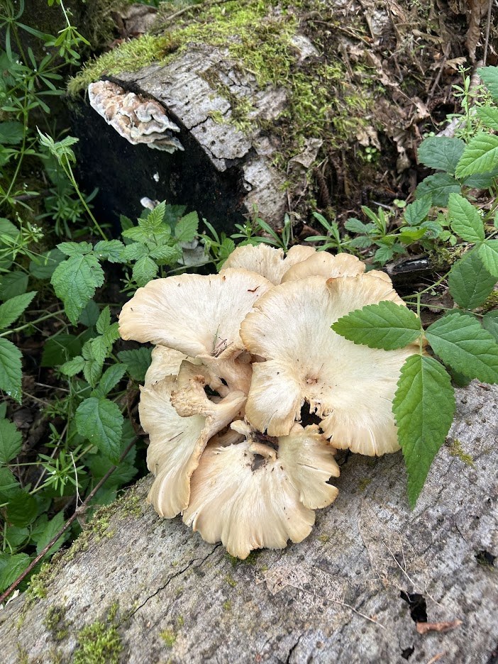 We found a few oyster mushrooms.