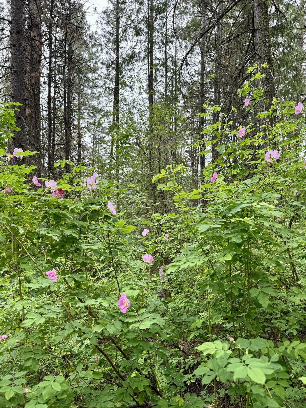 Lake Chelan State Park - Little Bear Trail by Jordan89