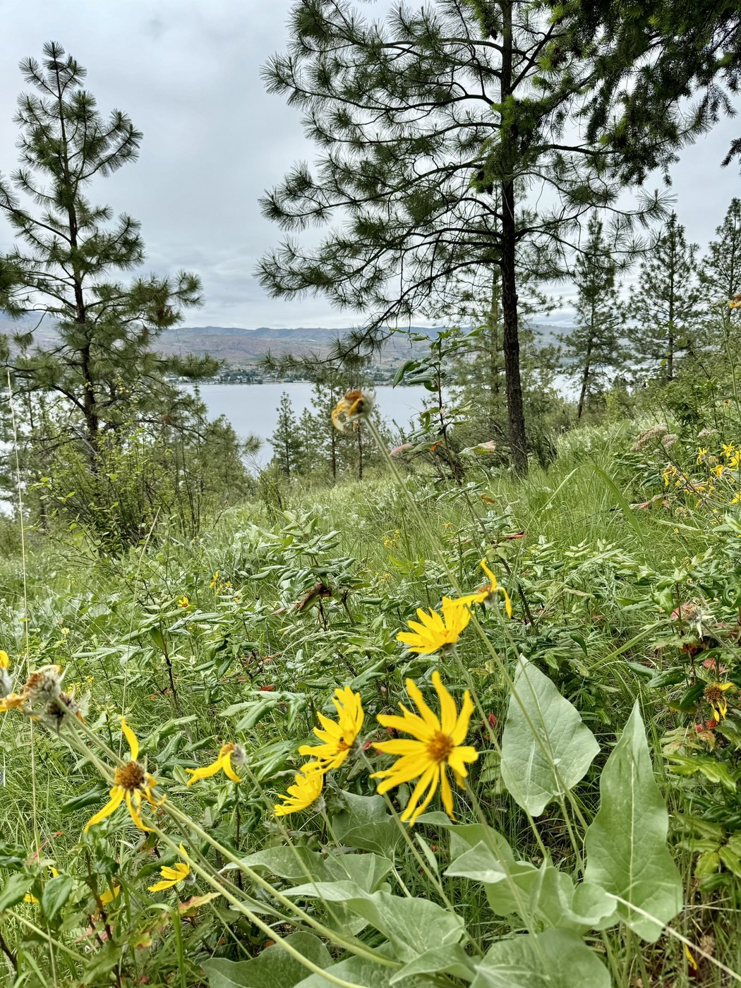Lake Chelan State Park - Little Bear Trail by Jordan89