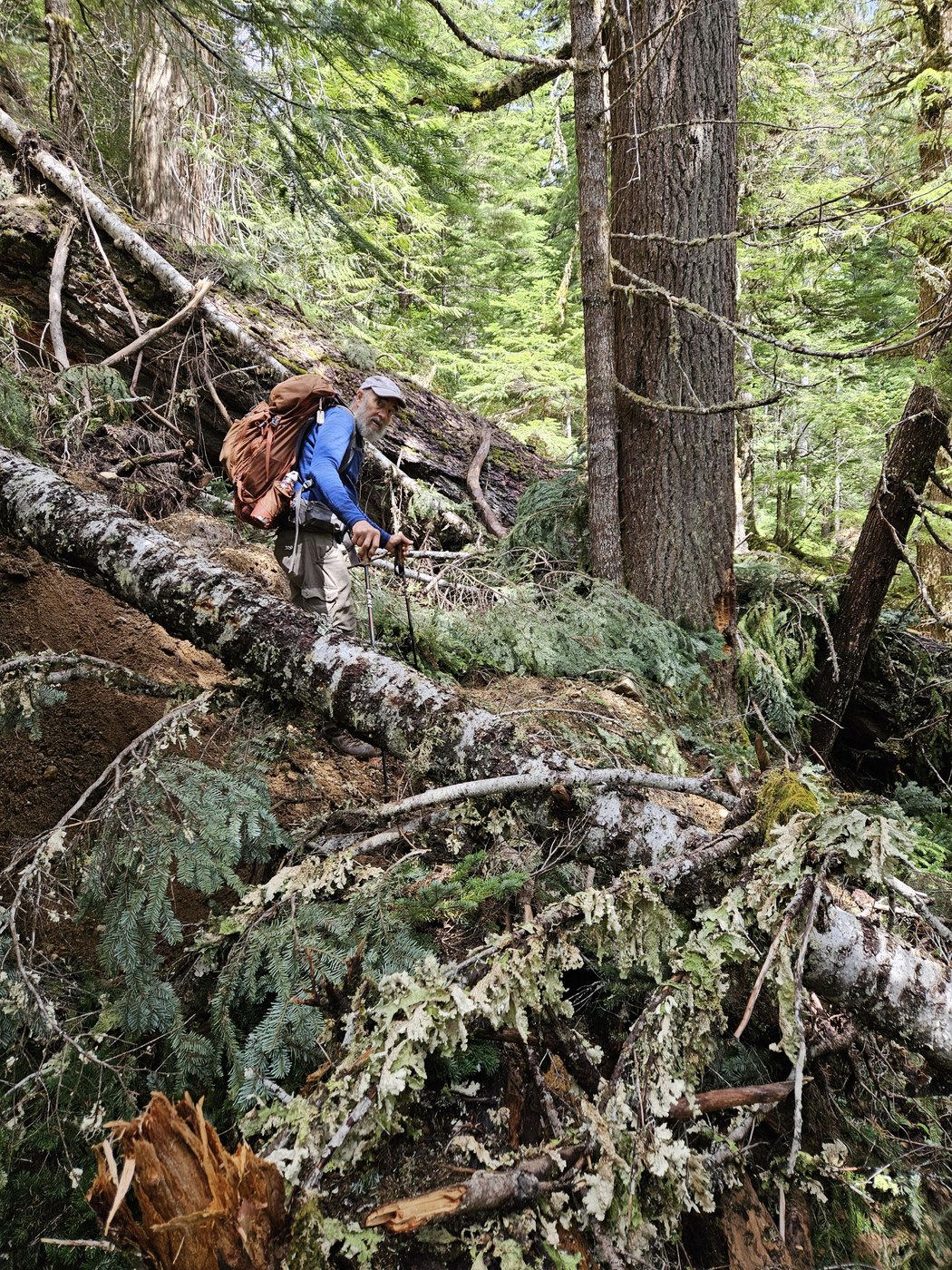Big tree across the trail