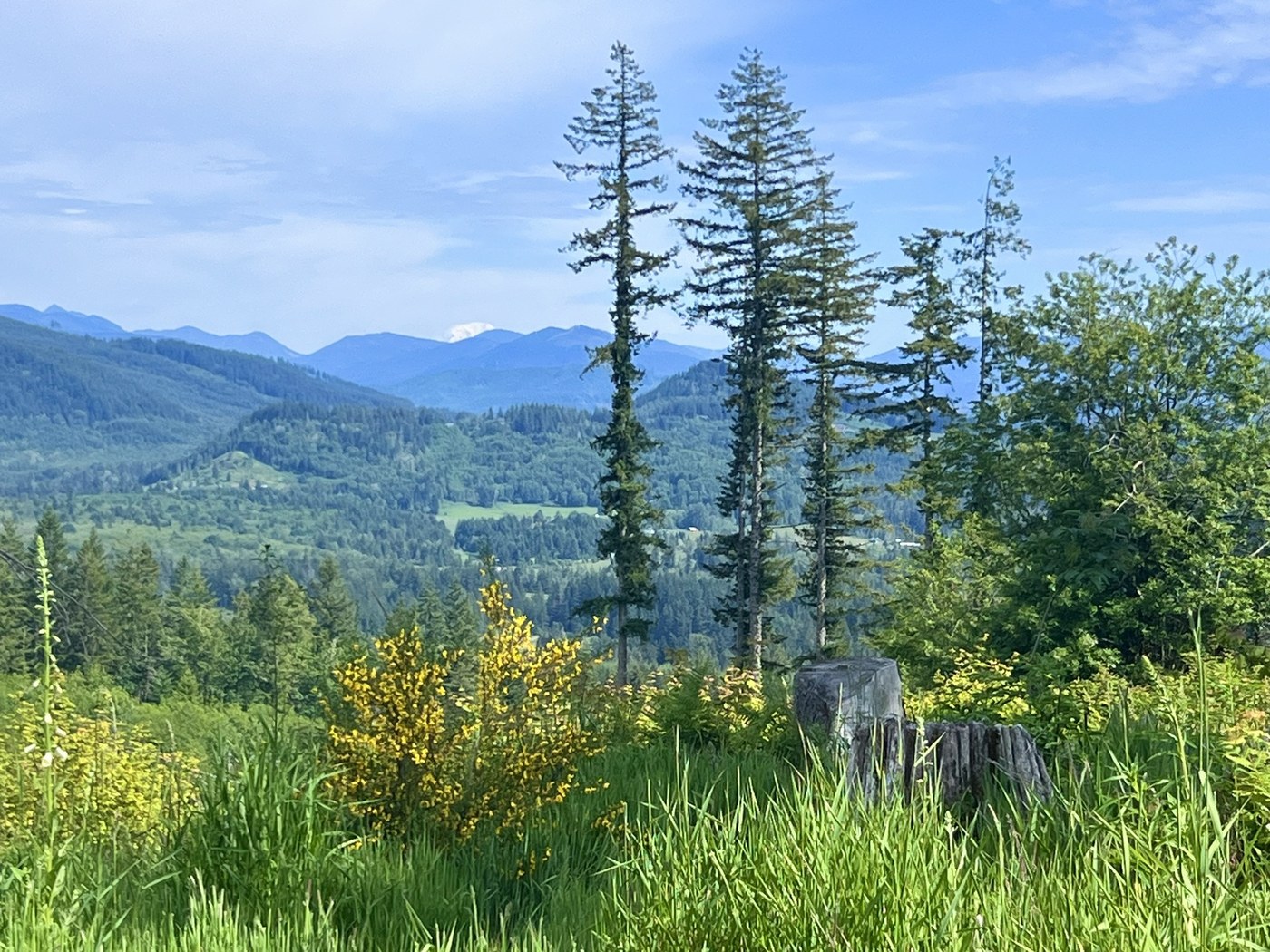 Pack Forest - Hugo Peak by AlisoninthePNW