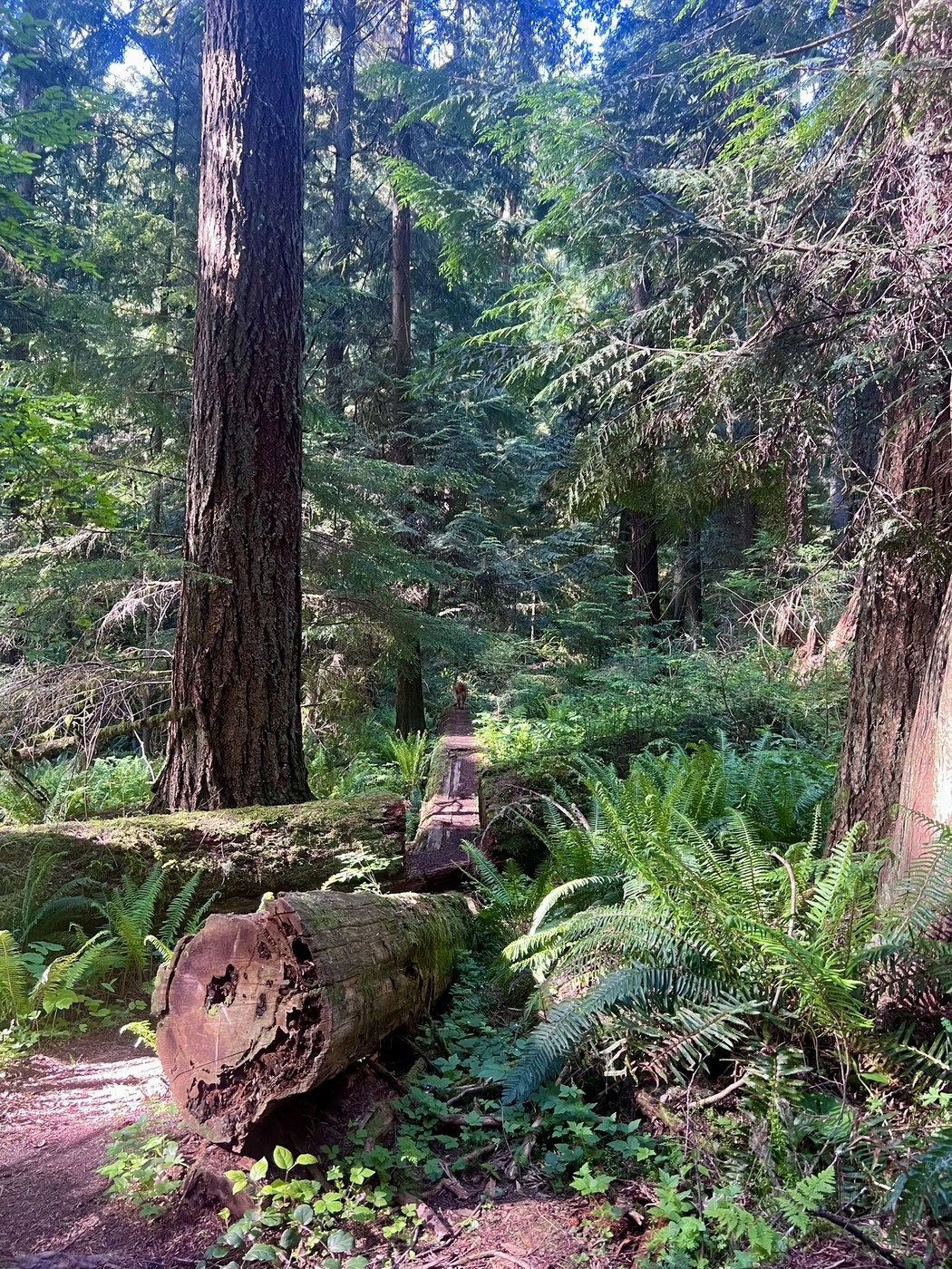 Pack Forest - Hugo Peak by AlisoninthePNW