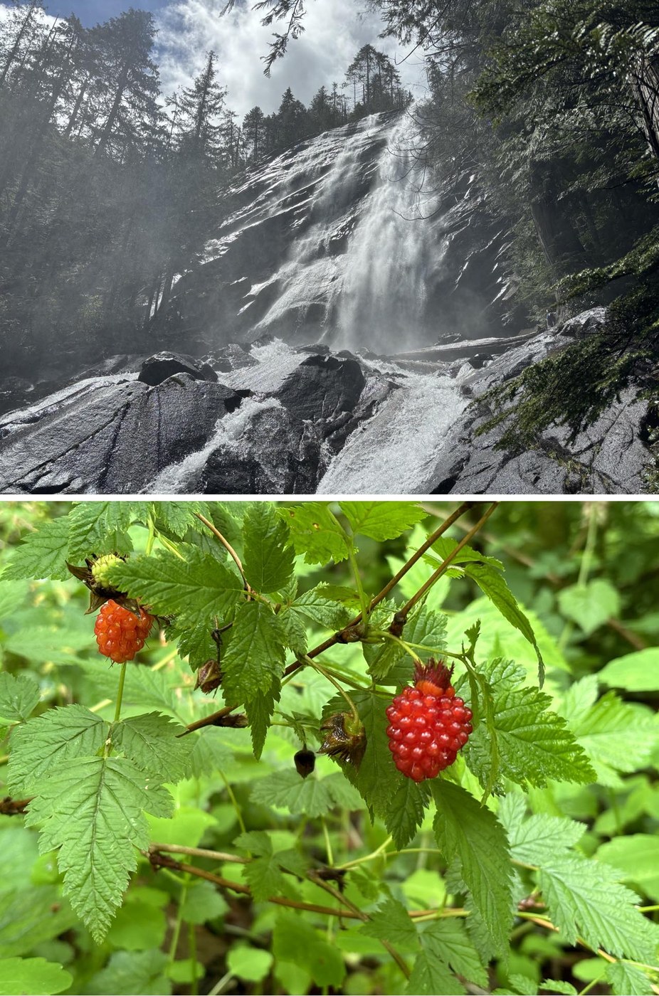 Upper falls redux and ripe salmonberries on trail