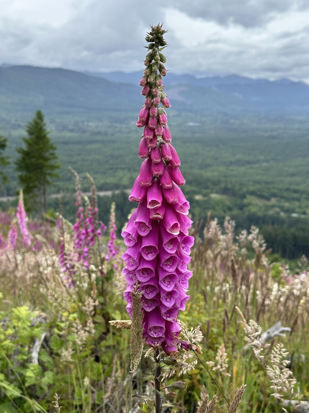 Striped Peak by Susan Elderkin