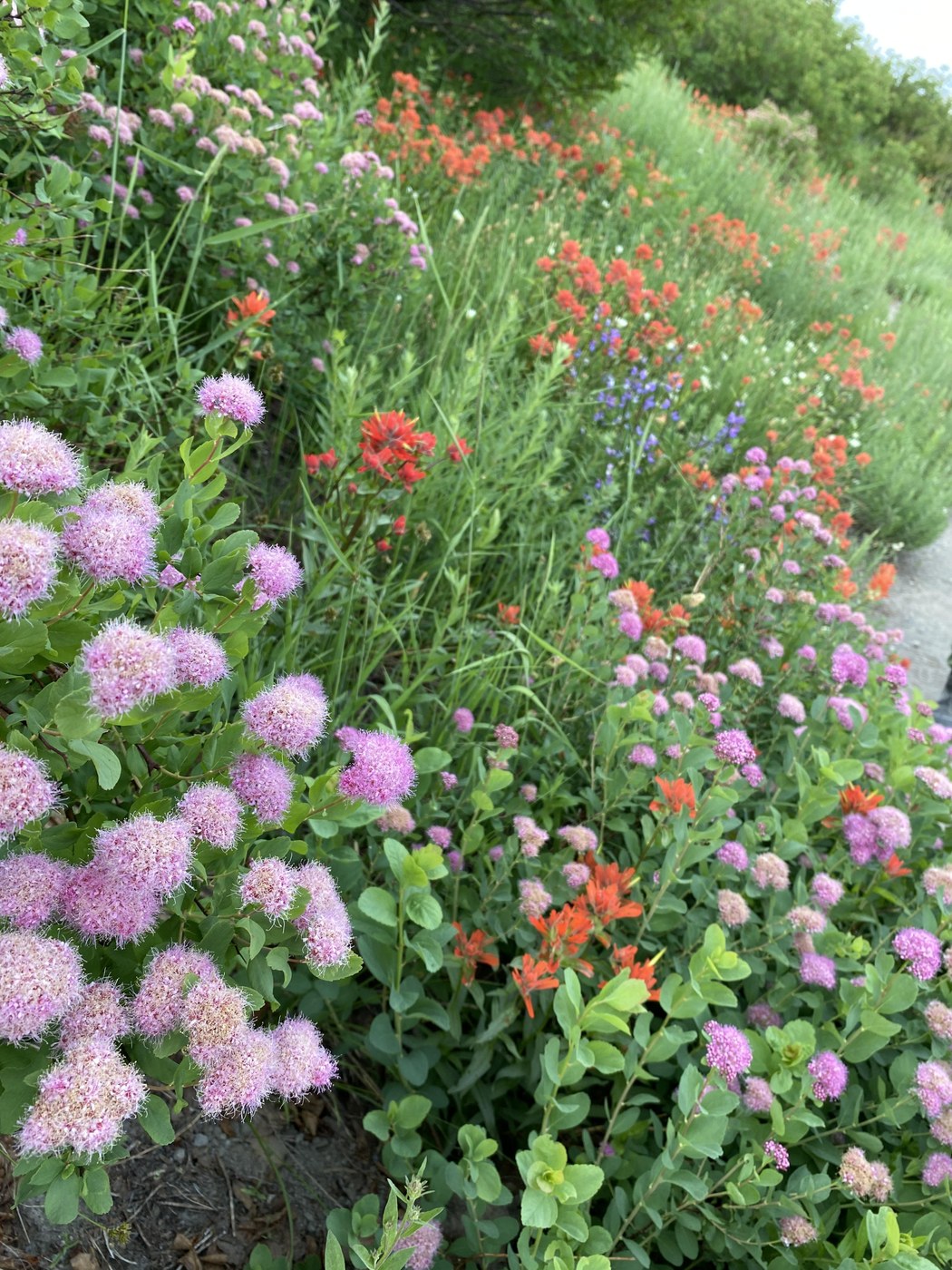 Just a sample of the amazing wildflowers. It was hard to pick one photo