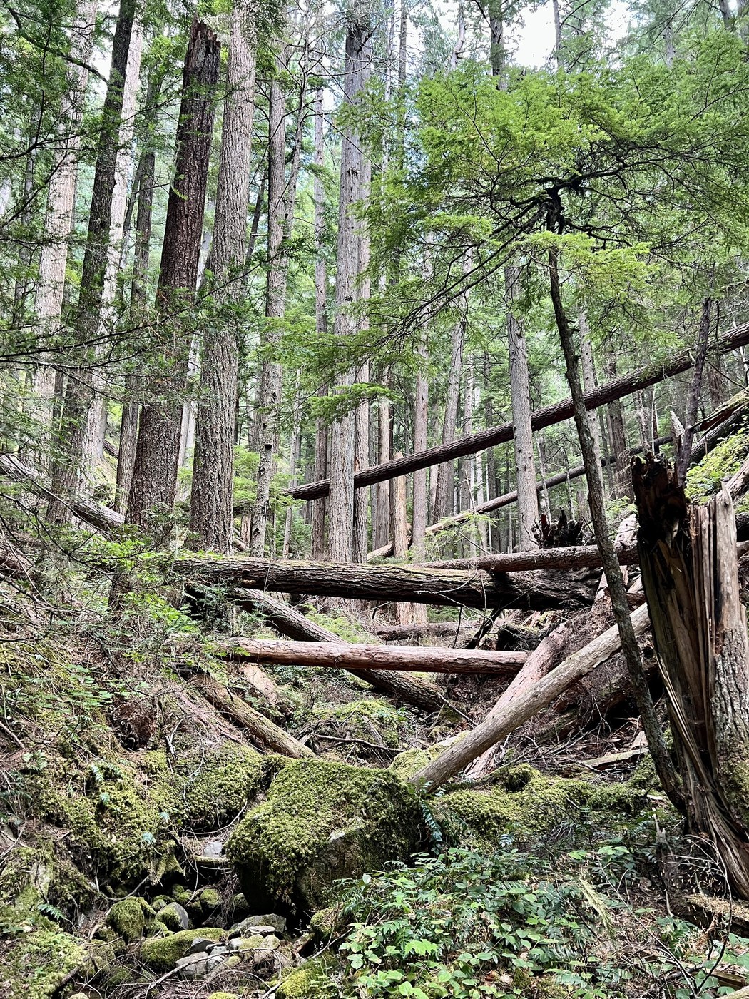Snoquera Falls Loop, Little Ranger Peak via Ranger Creek, Palisades by AdamGl