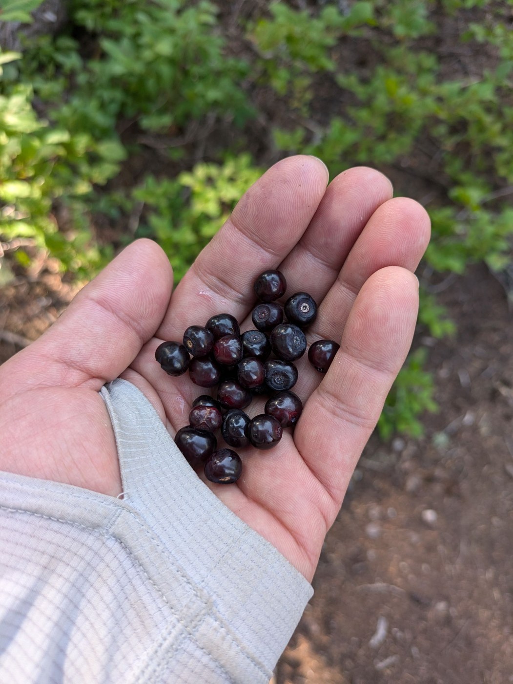 huckleberries!