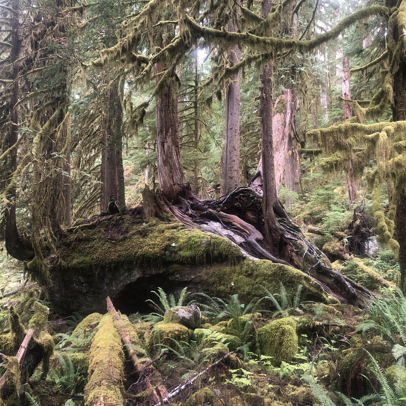 Ironroot Rock