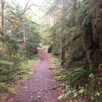 That log down the trail is 48" in diameter